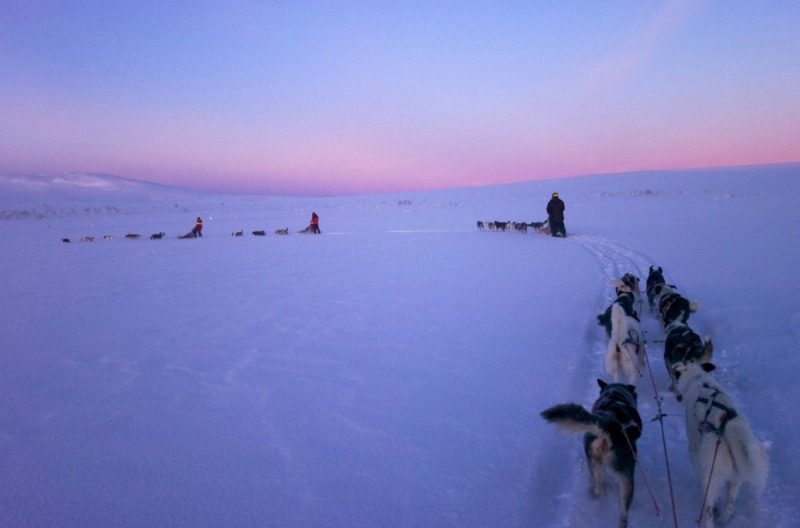 dog sledding in sweden